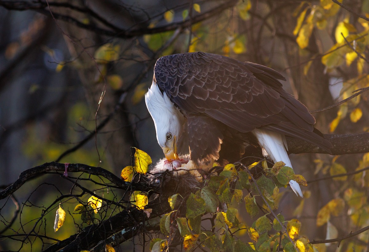 orel bělohlavý - ML644717624