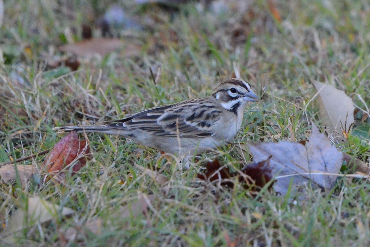 ヒバリヒメドリ - ML644717630