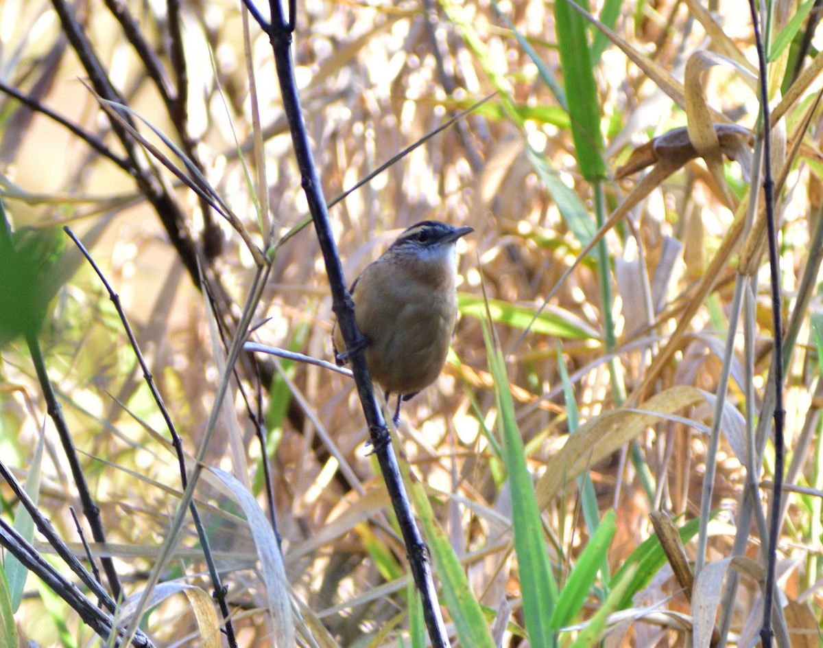 Carolina Wren - ML644717646