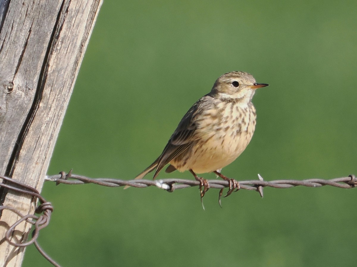 American Pipit - ML644717647