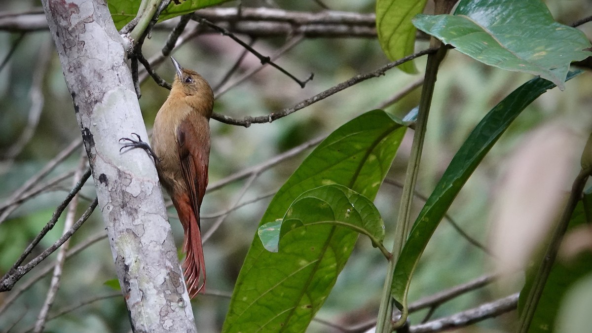 gråhodetreløper - ML644717654