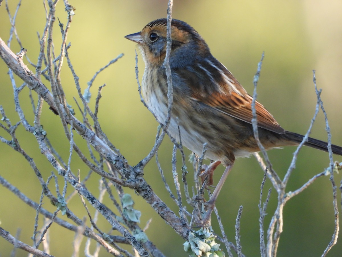 Nelson's Sparrow - ML644717658