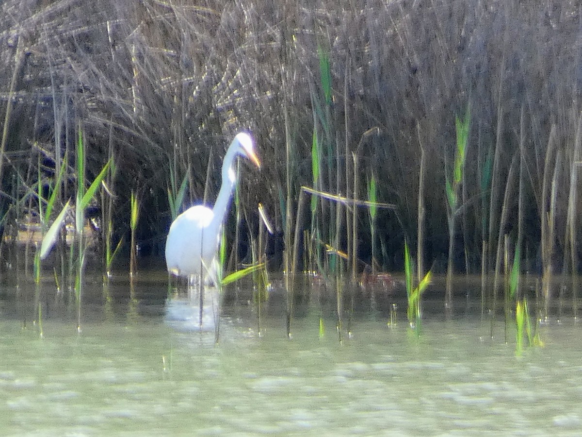 Great Egret - ML644717661