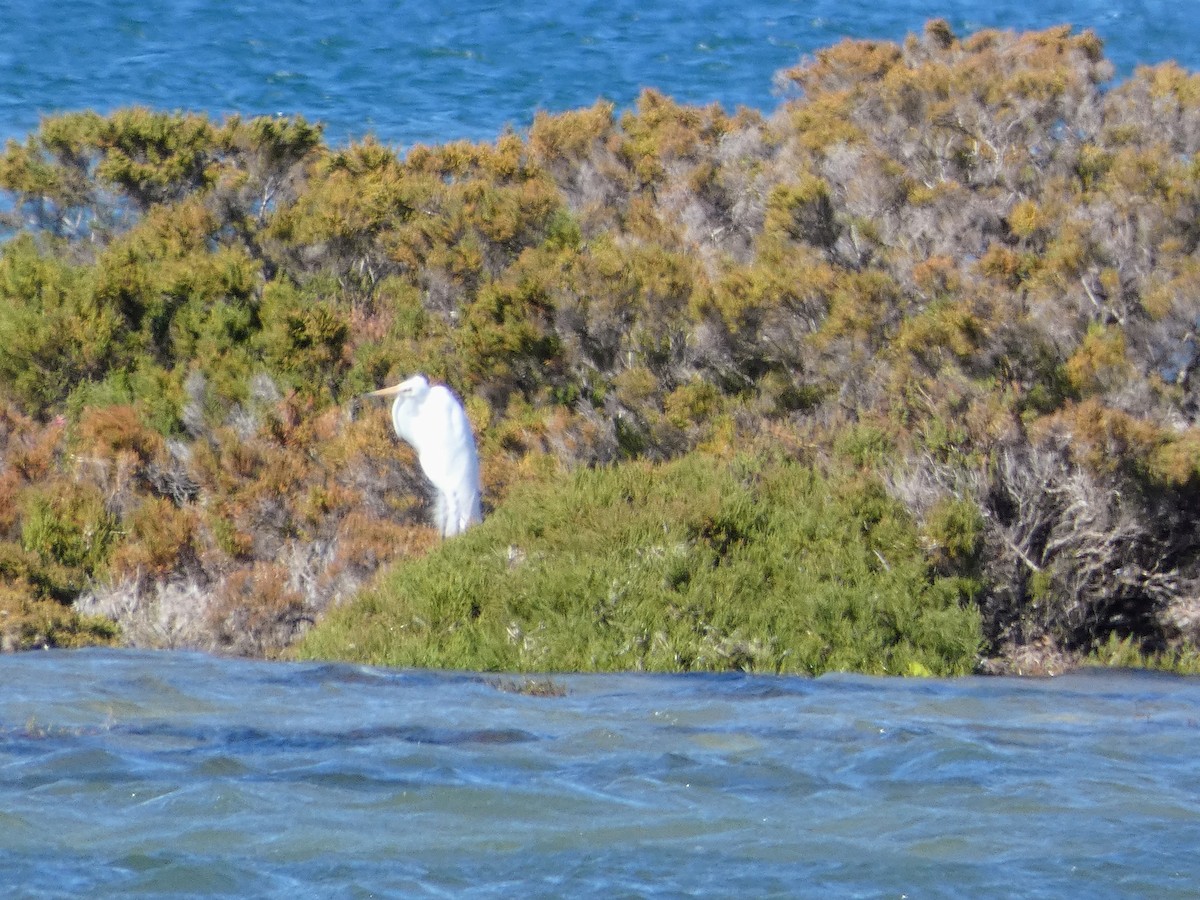 Great Egret - ML644717662