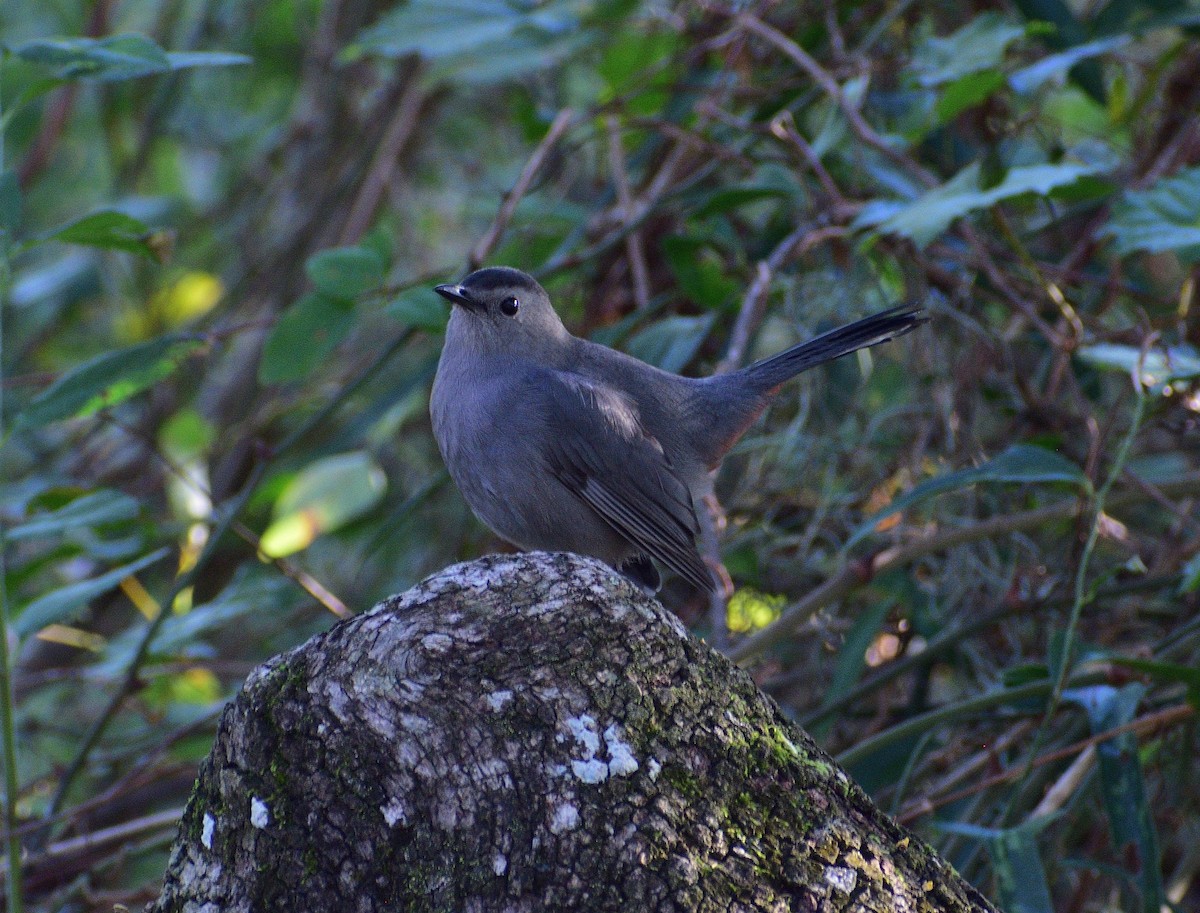 Miaulari grisa - ML644717666