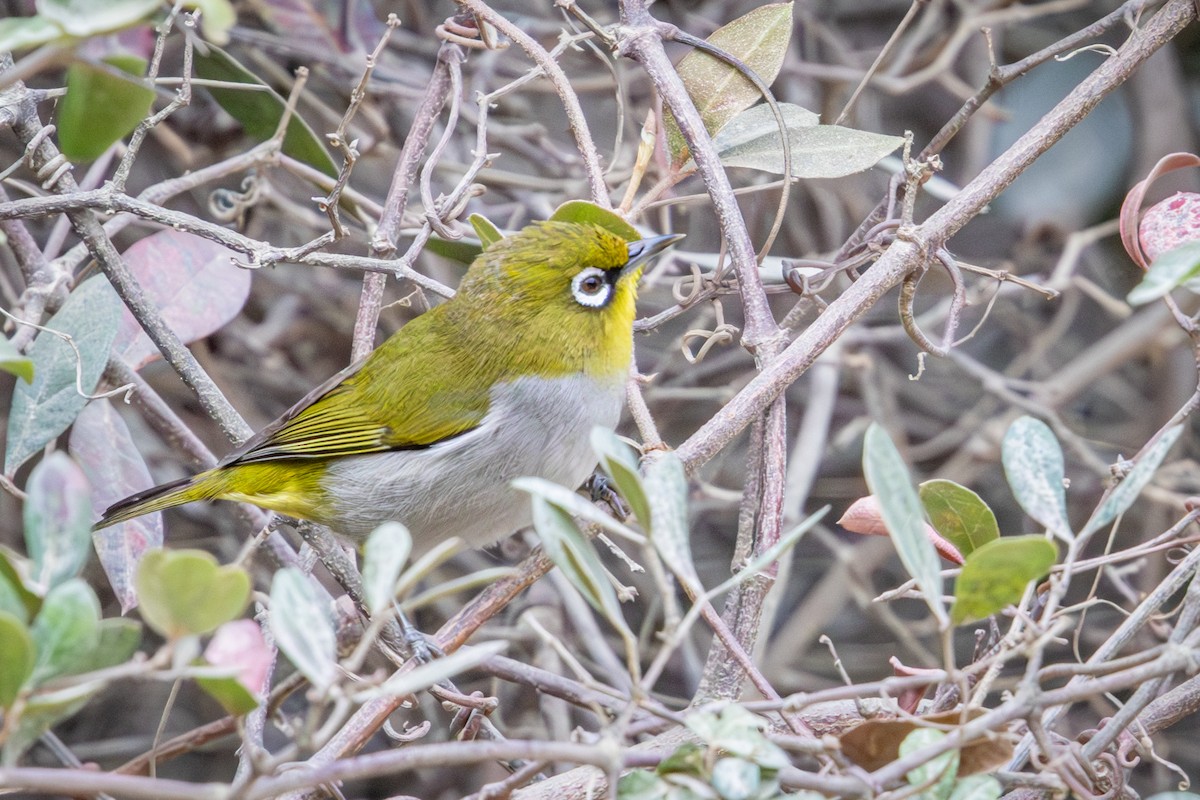 Kap Gözlükçüsü (capensis) - ML644717681