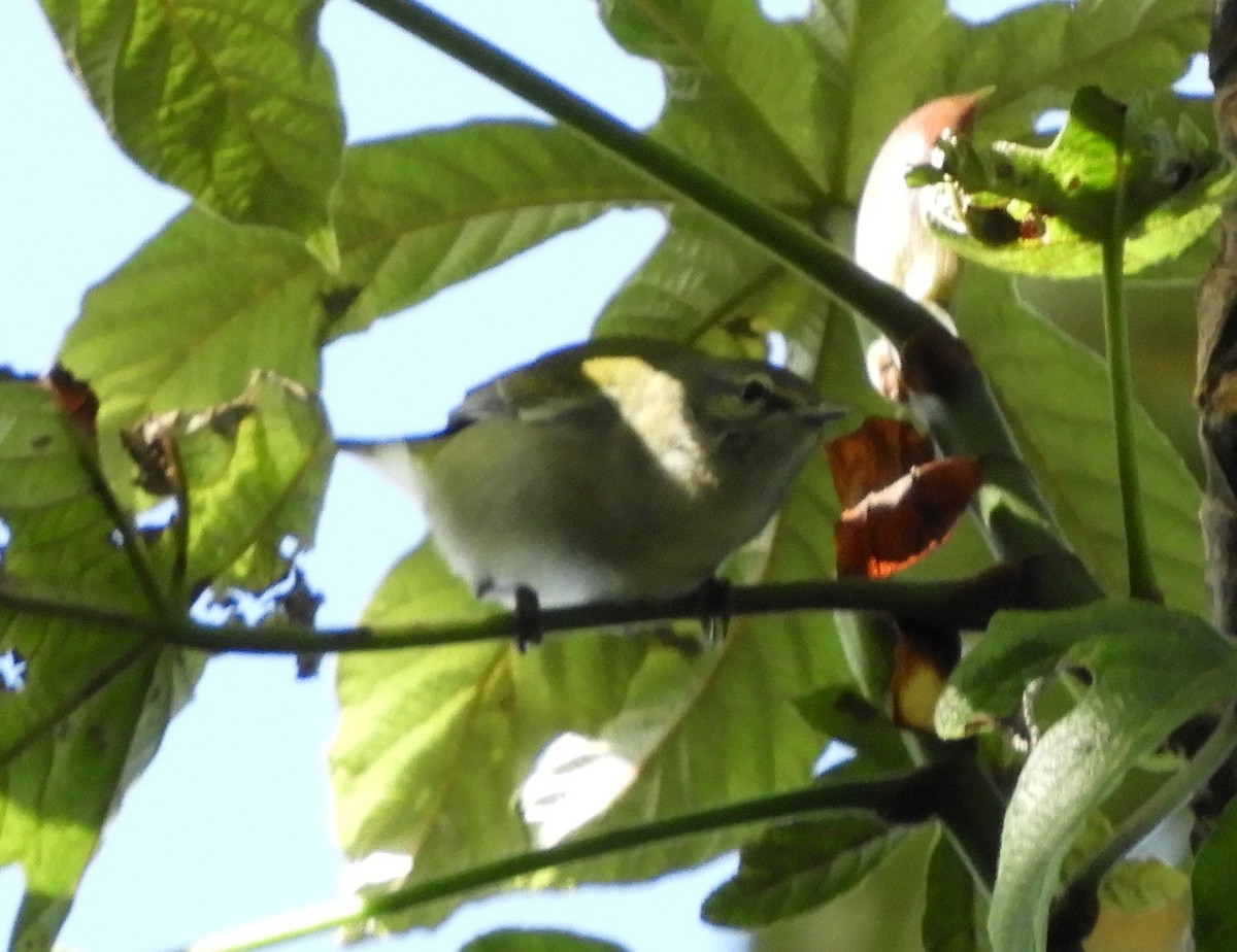 Червоїд світлобровий - ML644717685