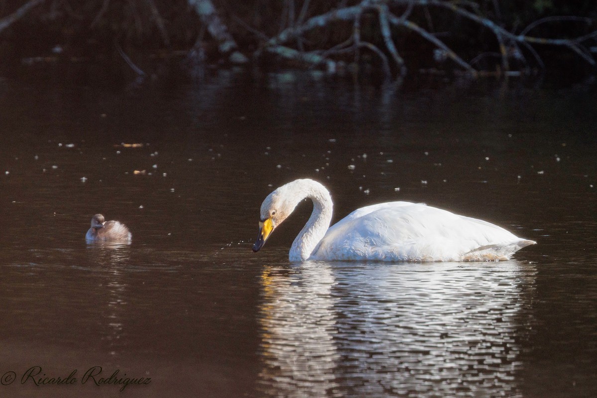 Whooper Swan - ML644717690