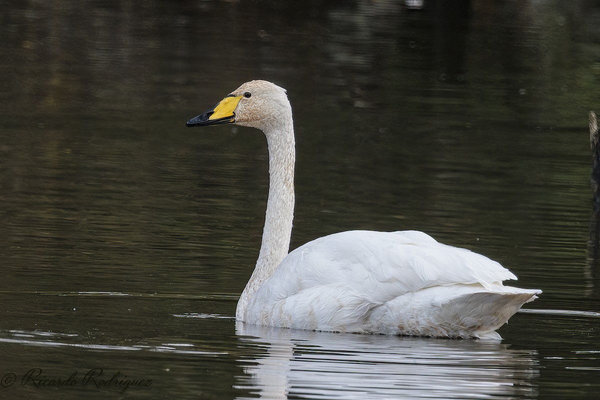 Whooper Swan - ML644717691