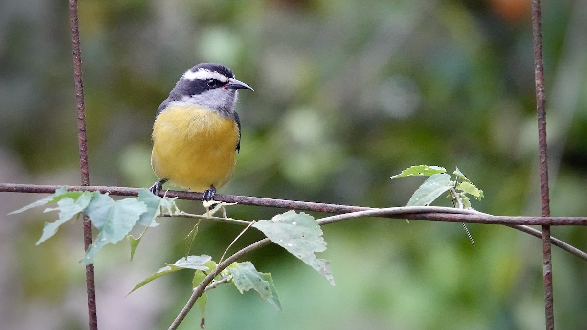 Bananaquit - ML644717701