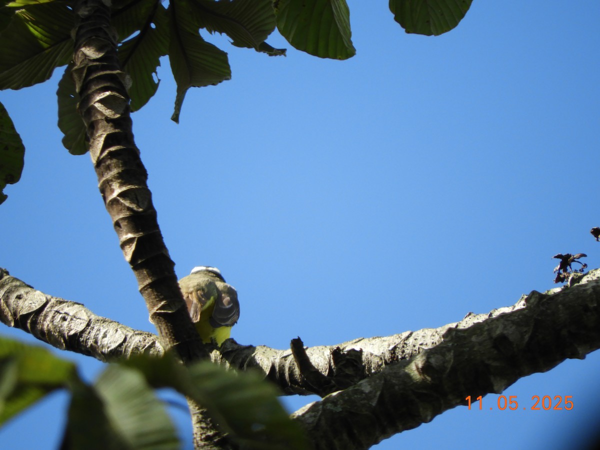 Boat-billed Flycatcher - ML644717713