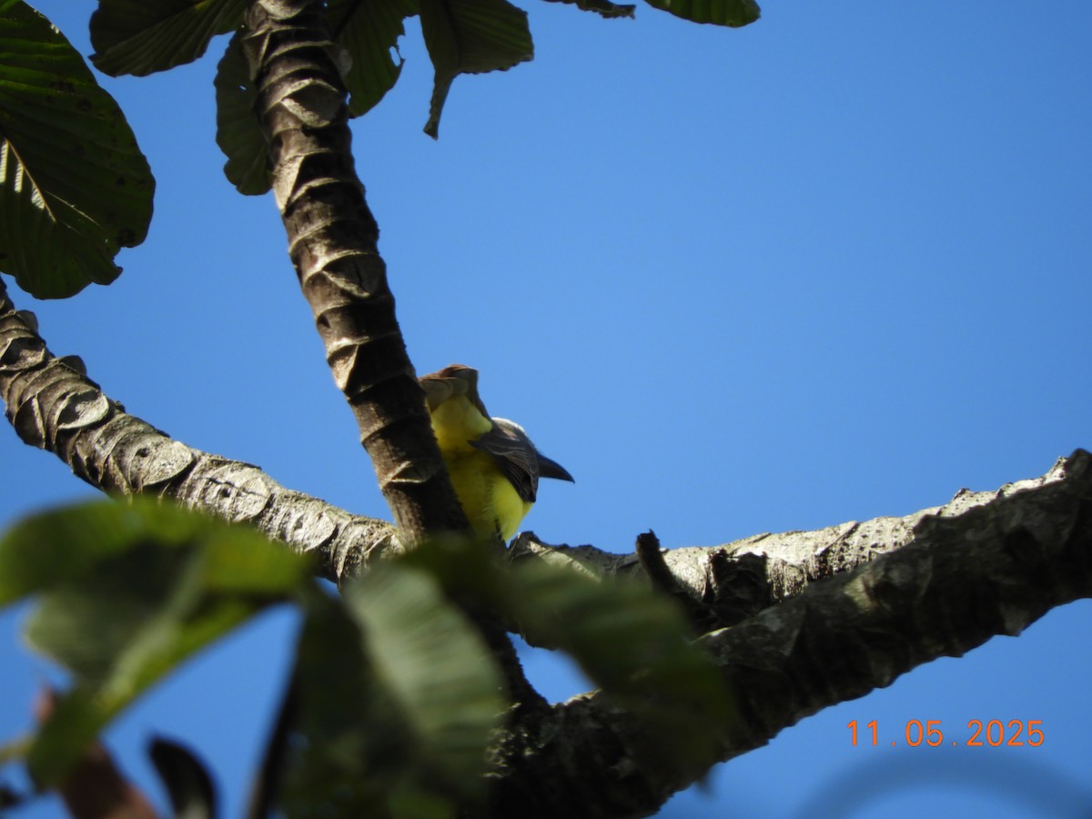 Boat-billed Flycatcher - ML644717714