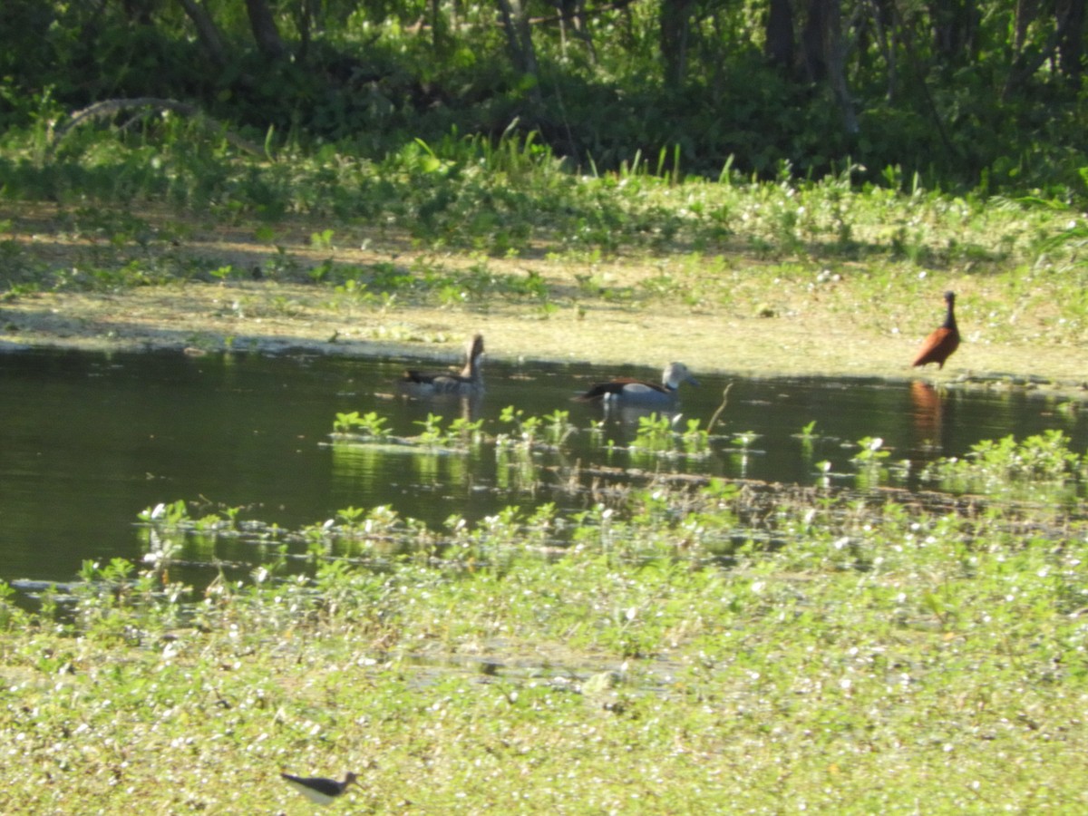 Alzavola dagli anelli - ML644717715