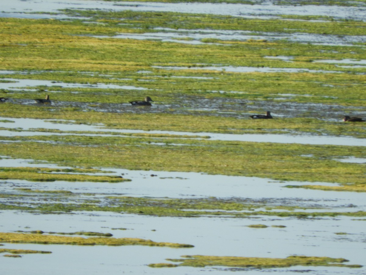 Alzavola dagli anelli - ML644717716