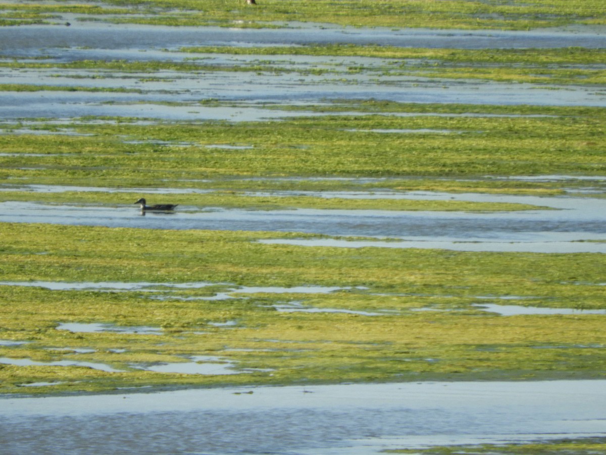 Alzavola dagli anelli - ML644717717