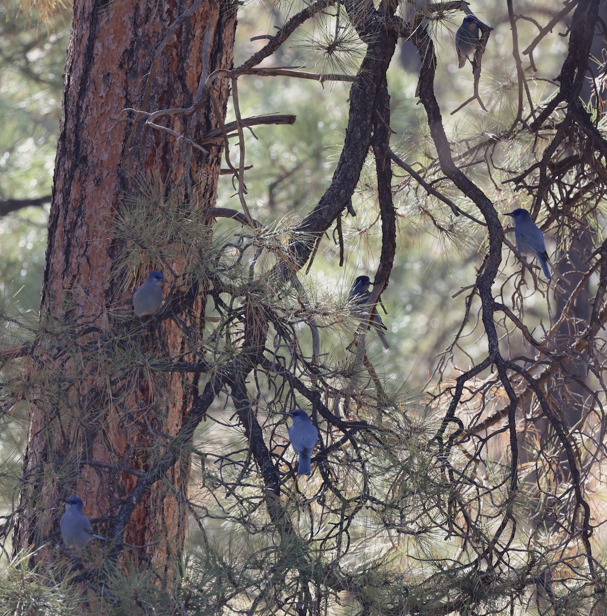 Сойка блакитна - ML644717720