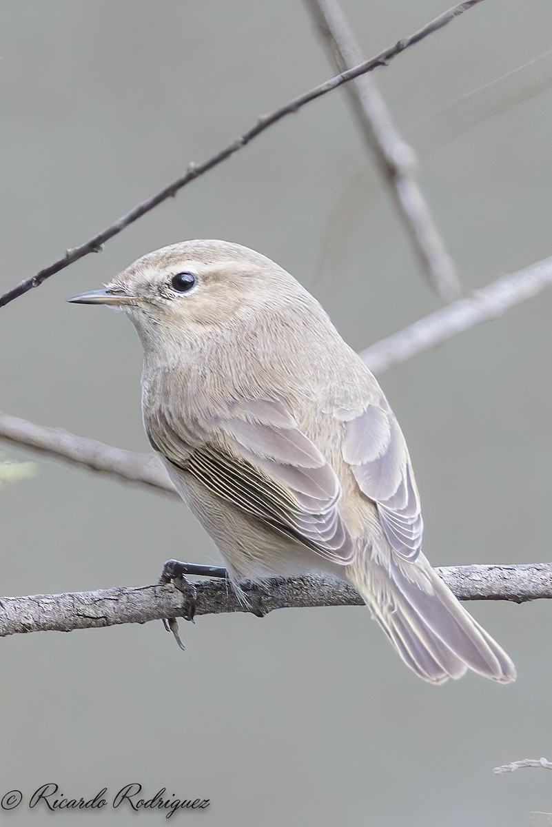 Pouillot véloce (tristis) - ML644717721