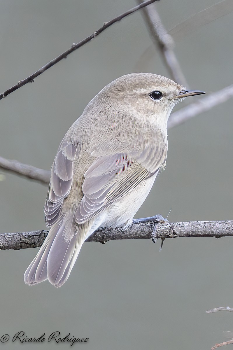 Pouillot véloce (tristis) - ML644717722