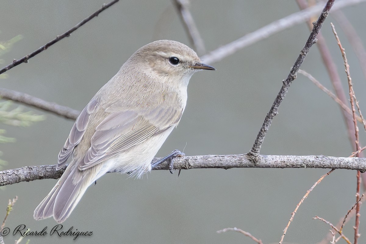 Pouillot véloce (tristis) - ML644717723