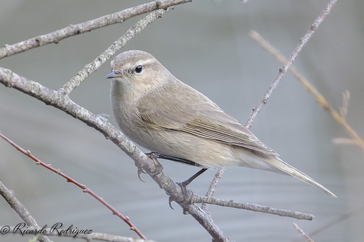 Pouillot véloce (tristis) - ML644717724