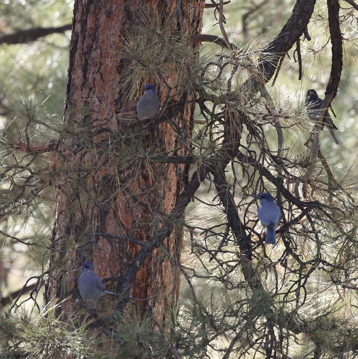 Сойка блакитна - ML644717729