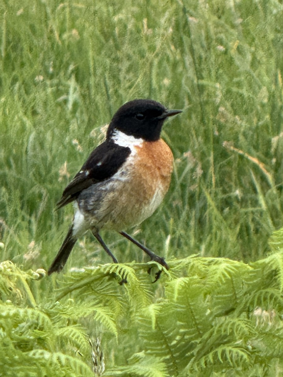 Taşkuşu - ML644717733