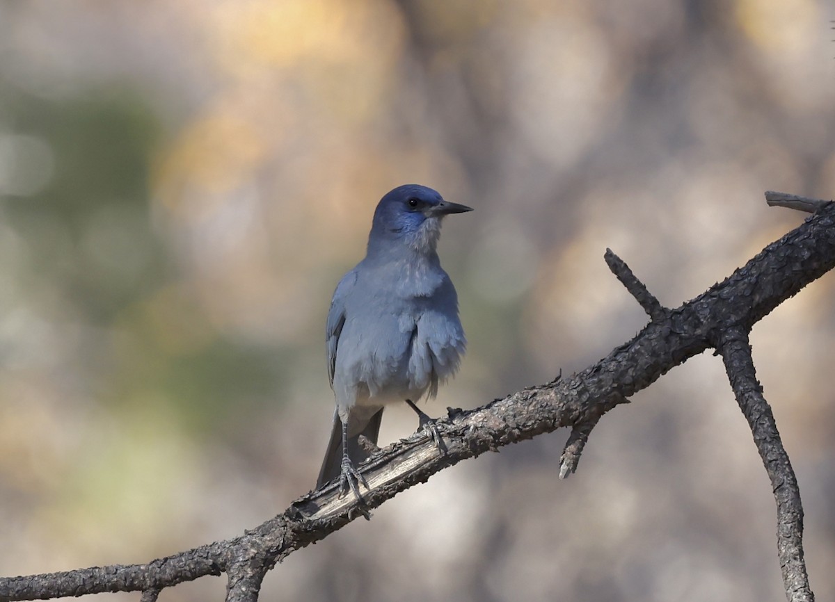 Сойка блакитна - ML644717739