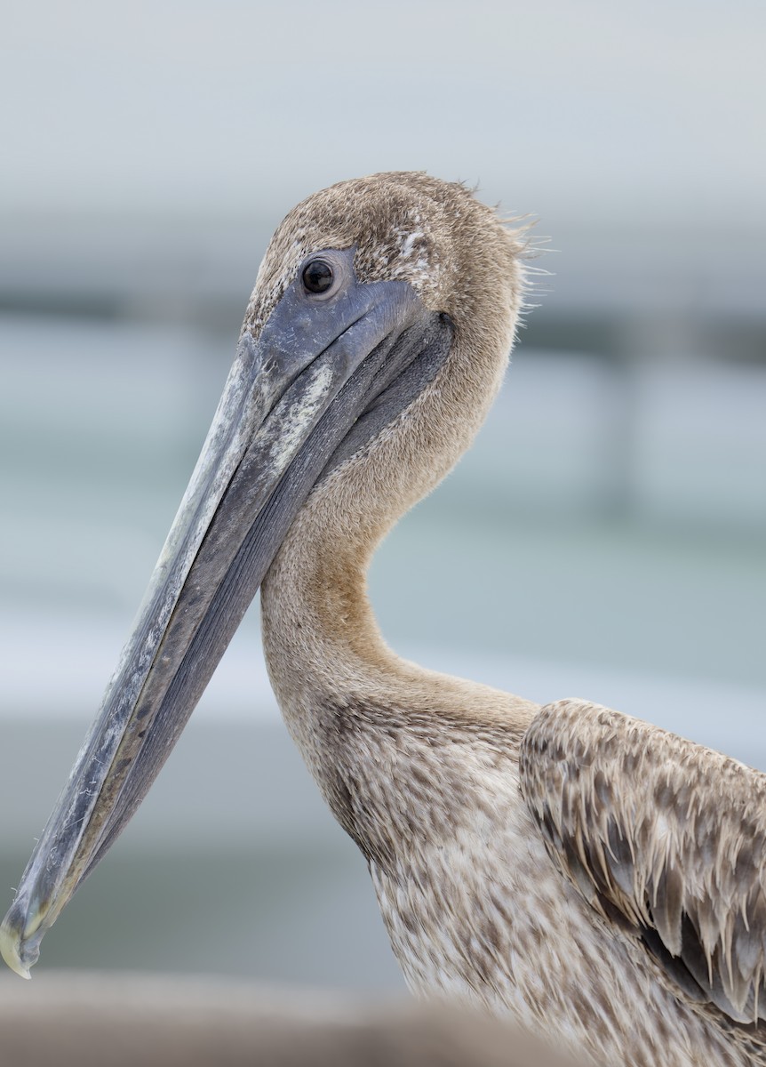 Brown Pelican - ML644717742