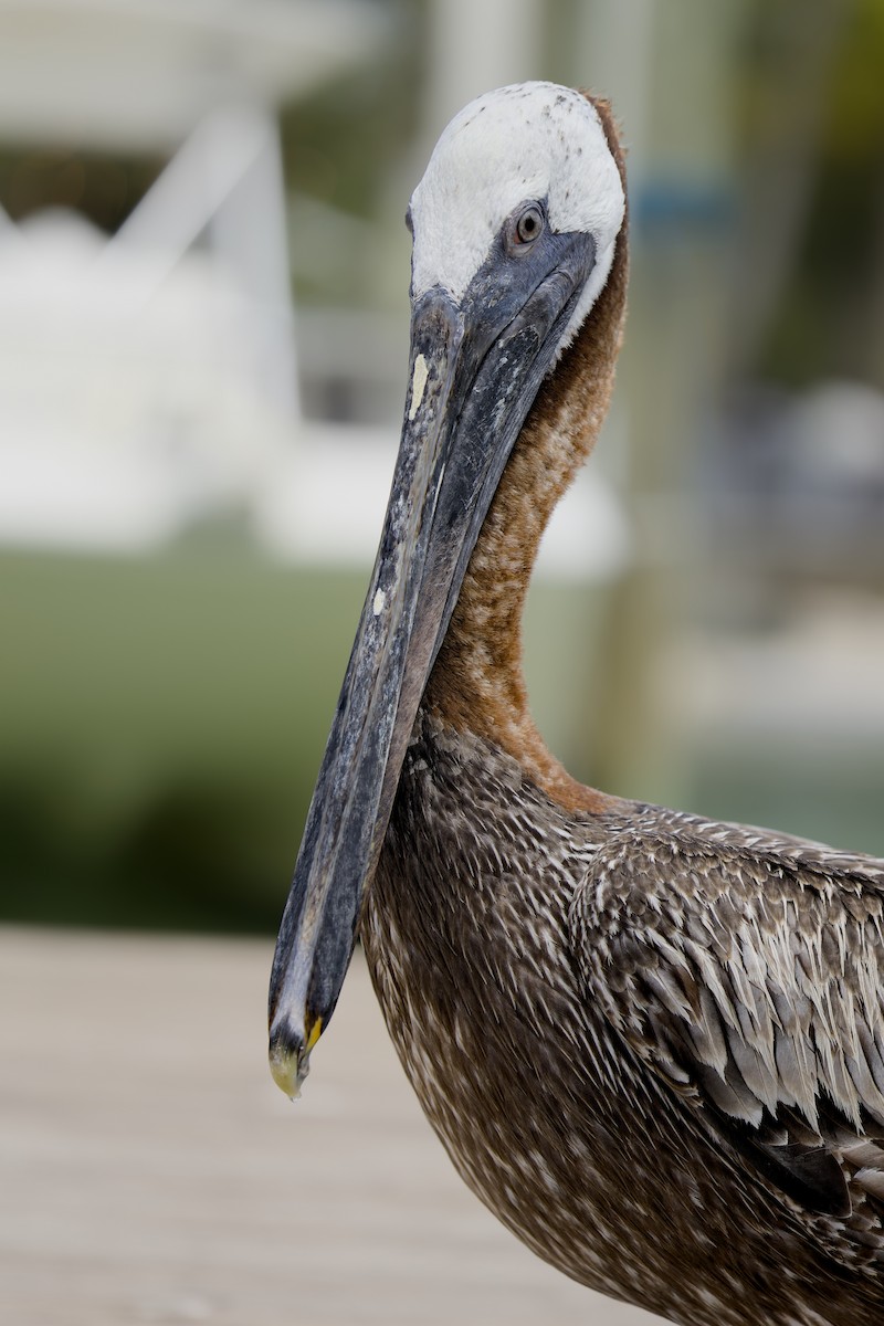 Brown Pelican - ML644717744
