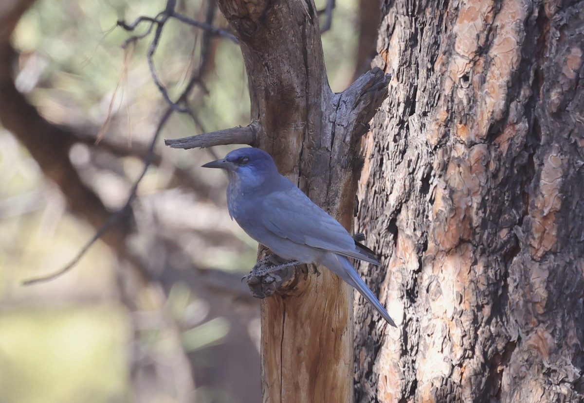 Сойка блакитна - ML644717745