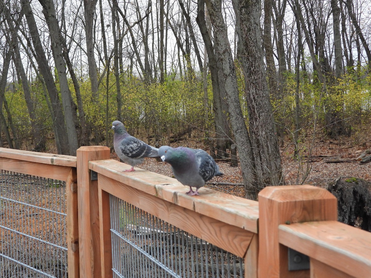 Kaya Güvercini (evcil tip) - ML644717746