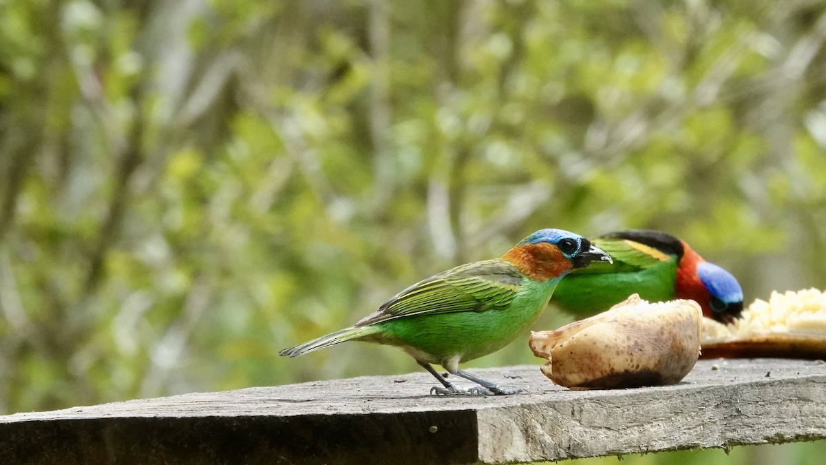 Red-necked Tanager - ML644717761
