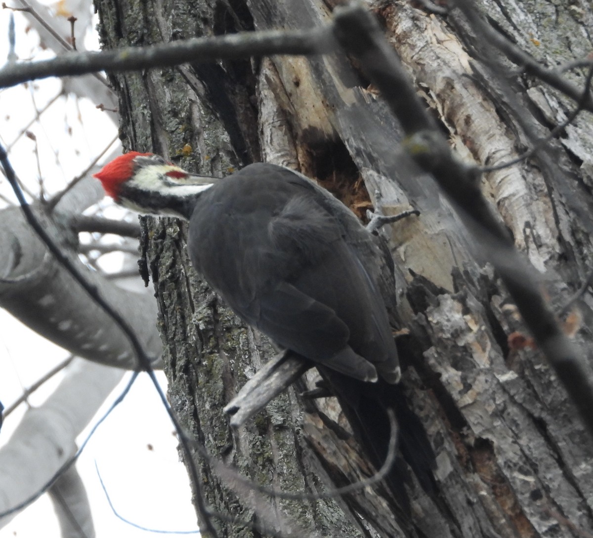 Pileated Woodpecker - ML644717772