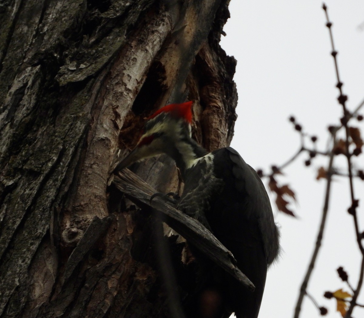 Pileated Woodpecker - ML644717773