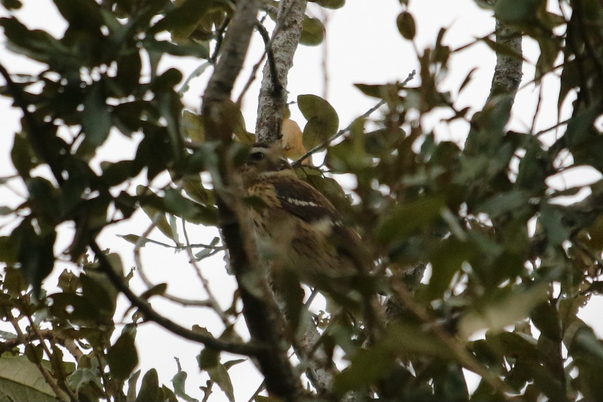 Rose-breasted Grosbeak - ML644717783