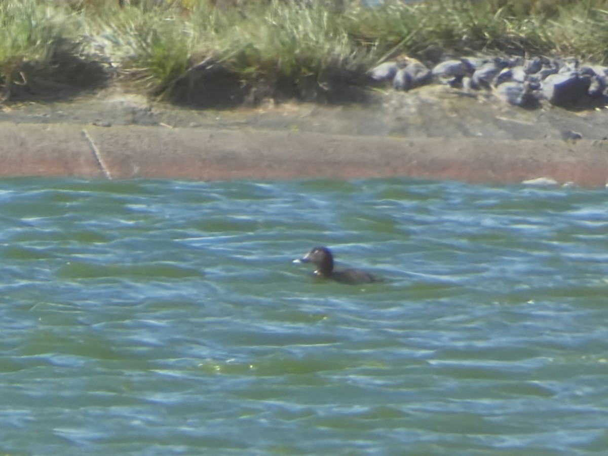 Hardhead - ML644717786