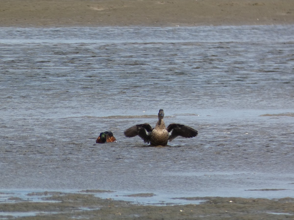 Kızıl Çamurcun - ML644717796