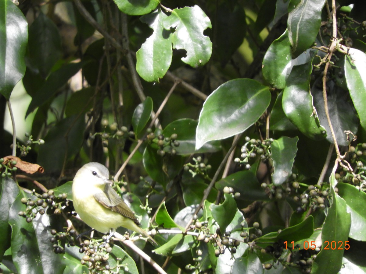 Bireo filadelfiarra - ML644717799