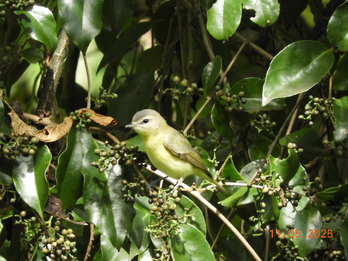 Bireo filadelfiarra - ML644717800