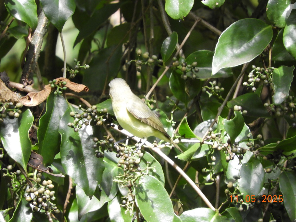 Bireo filadelfiarra - ML644717802