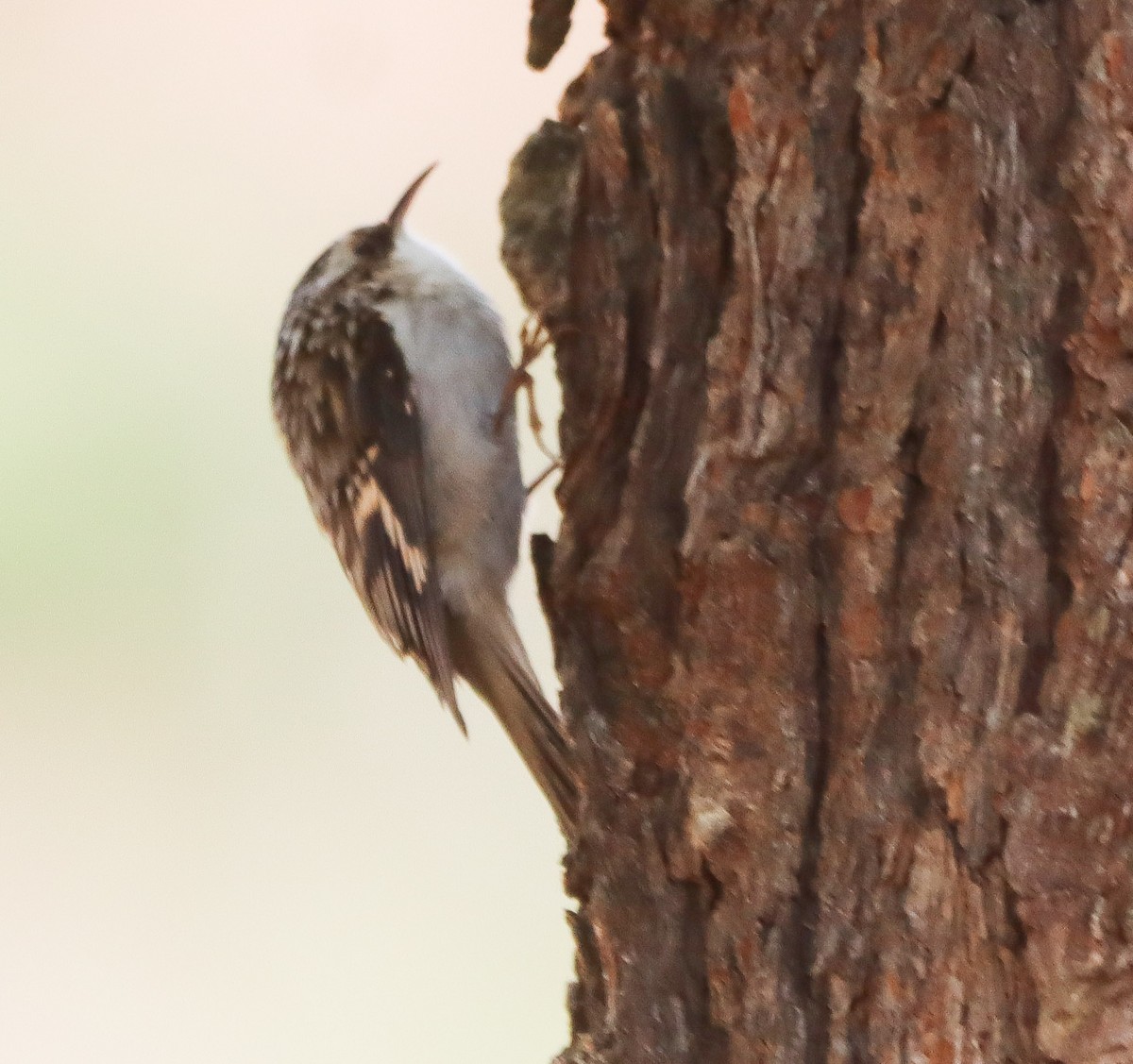 Brown Creeper - ML644717807