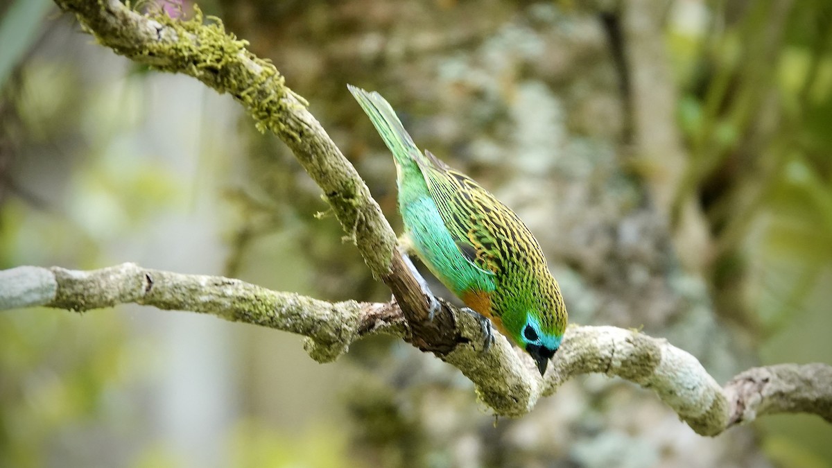 Brassy-breasted Tanager - ML644717812