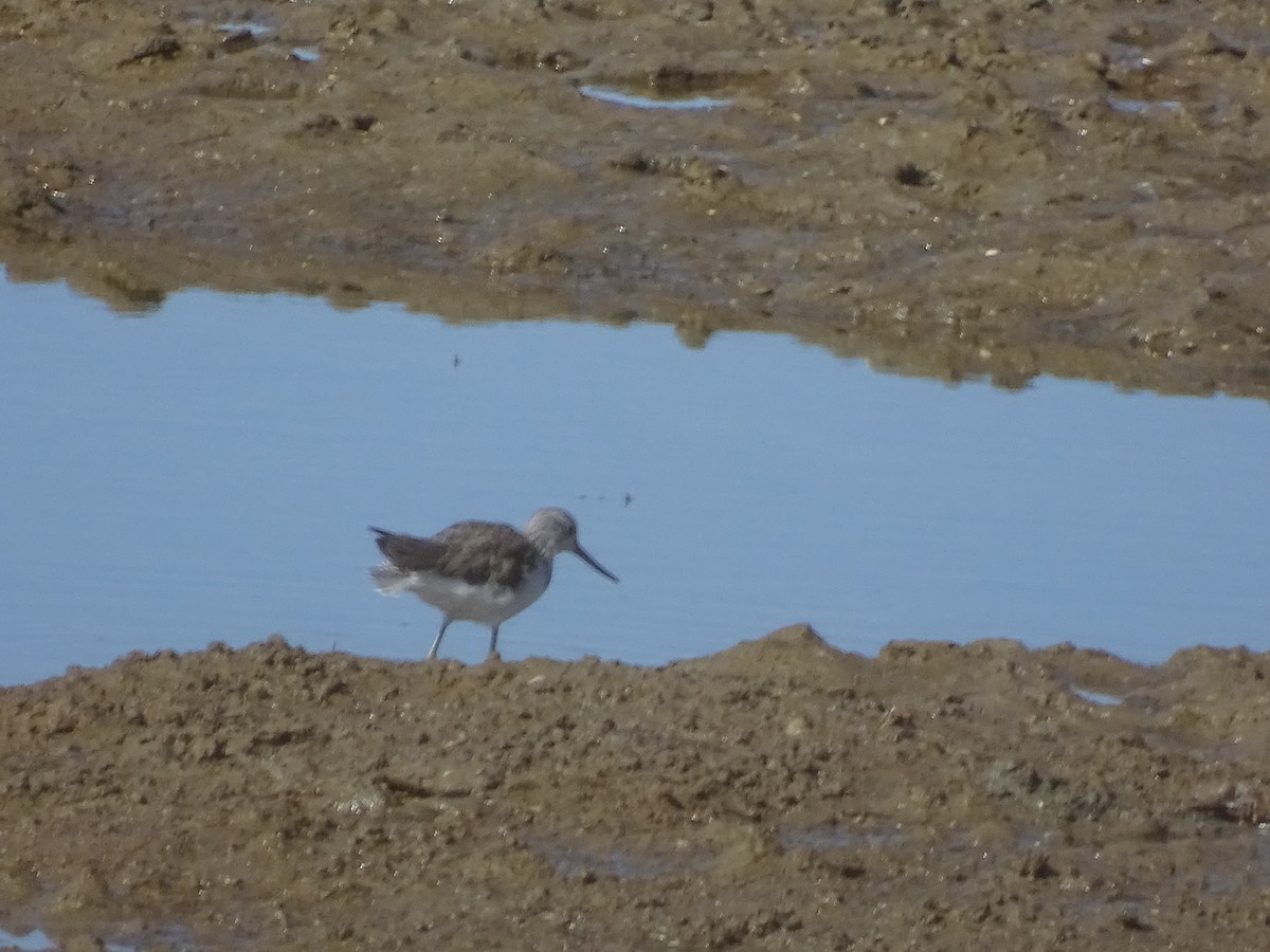 Common Greenshank - ML644717826