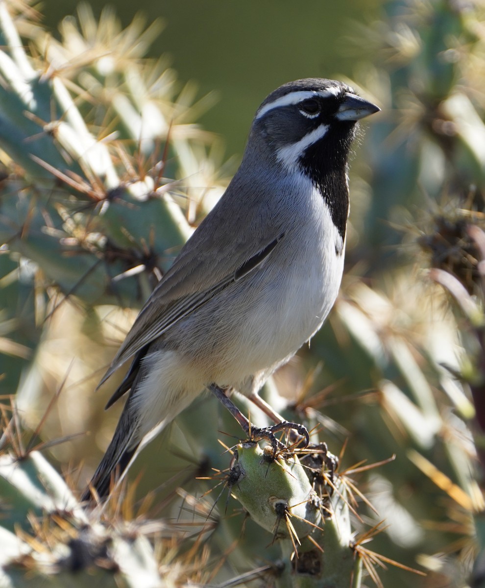 Black-throated Sparrow - ML644717832