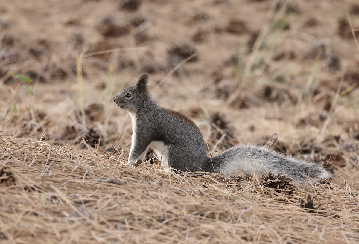 Animals - ML644717833