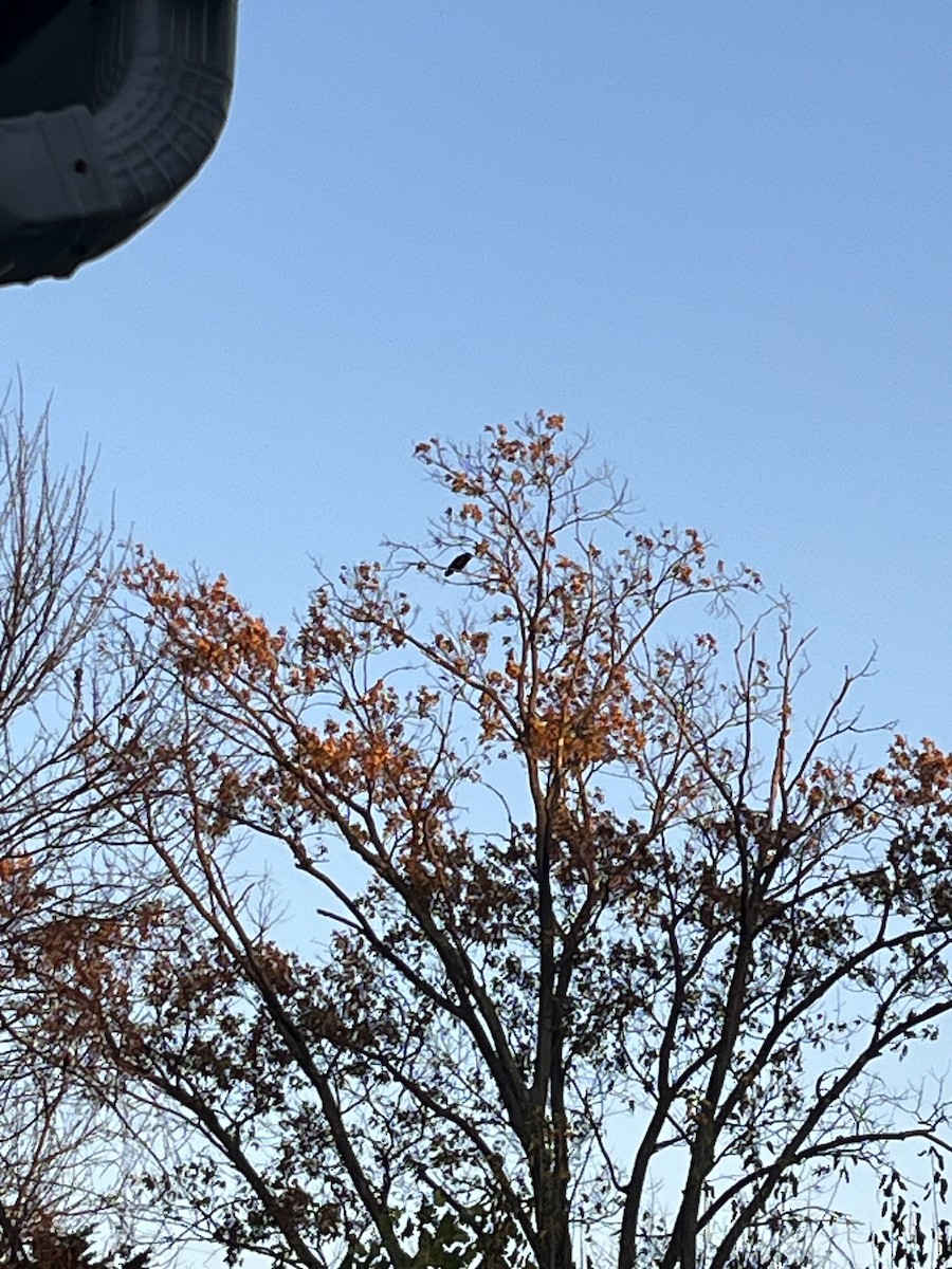 krkavec velký - ML644717841