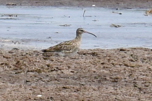 Eurasian Whimbrel - ML644717845
