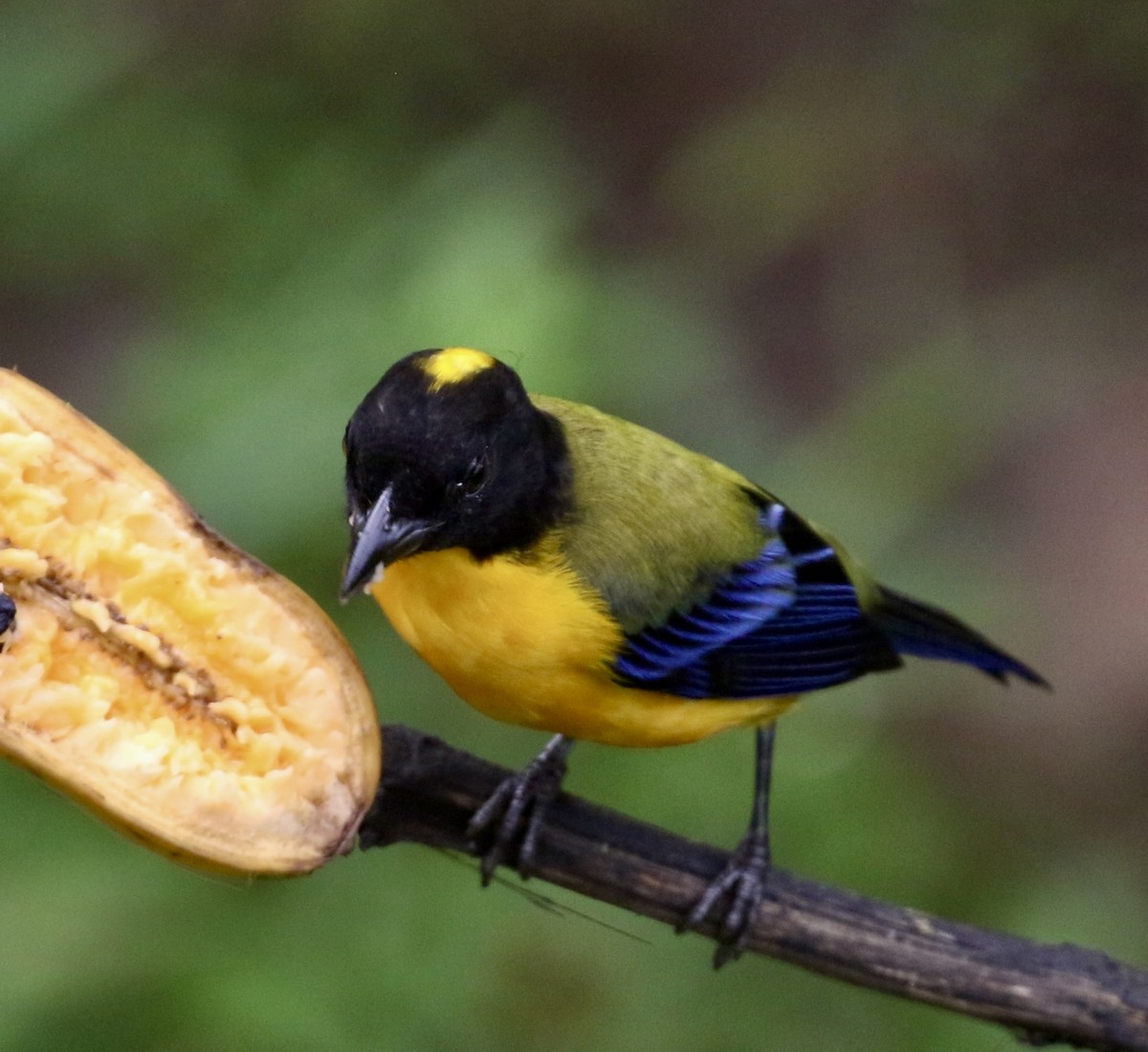 Black-chinned Mountain Tanager - ML644717847