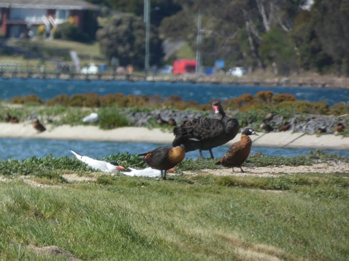 Australian Shelduck - ML644717848