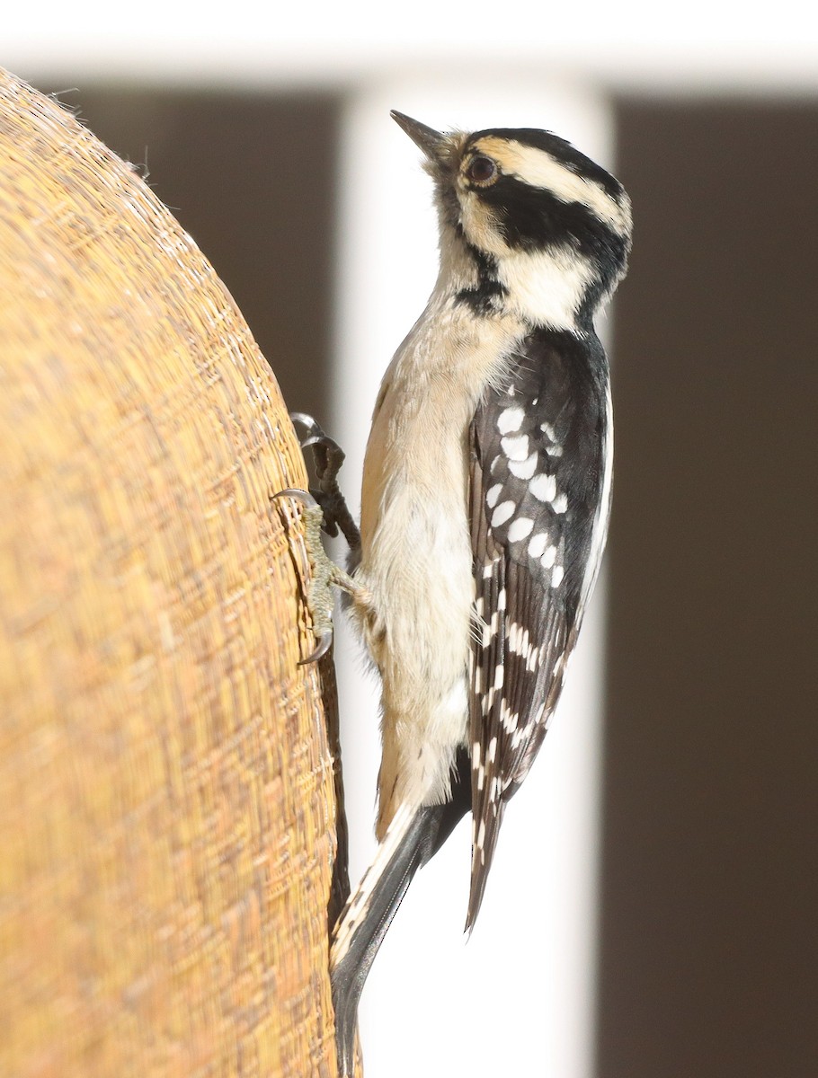 Pic mineur - ML644717852